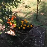 Bargoncello Daire