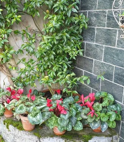 Bargoncello Riccò del Golfo di Spezia