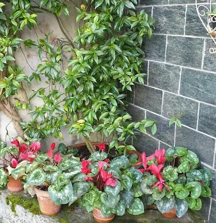 Bargoncello ريكو ديل غولفو دي سبيزيا